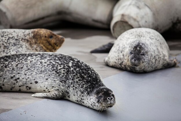 Grey seal at asashiyama zoo japan