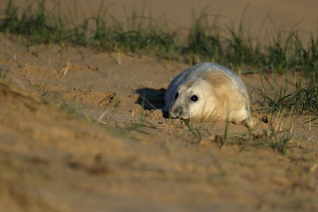 Photo a grey seal on the beach