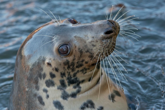 grey seal close up portrait