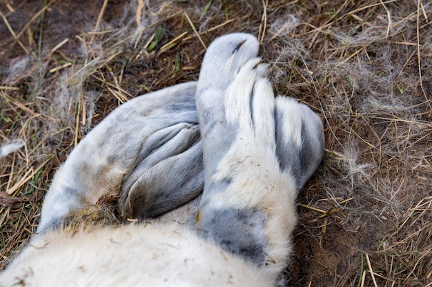 Grey seal puppy fin detail