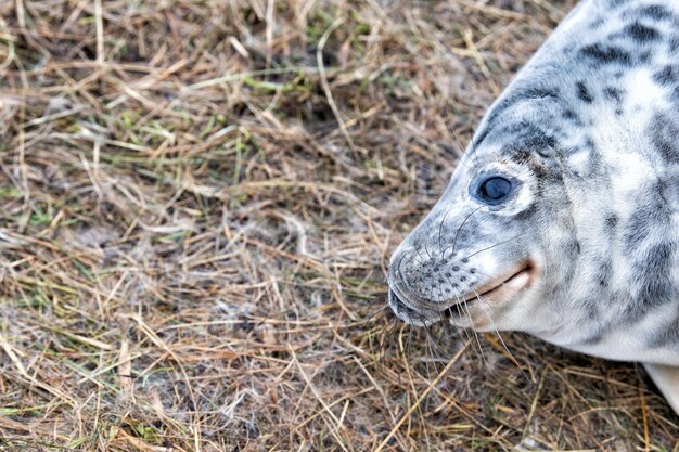 Grey seal puppy while relaxing on the beach in Great Britain