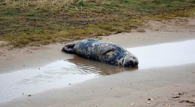 Grey seals on the beach during the breeding season