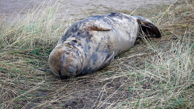 Grey seals on the beach during the breeding season