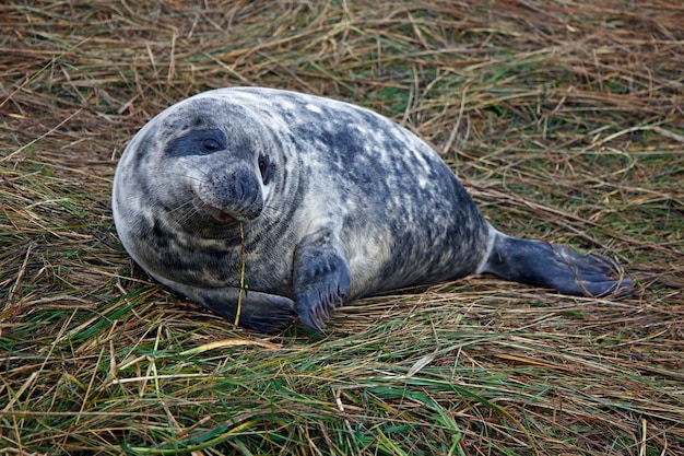 Серые тюлени на пляже в период размножения