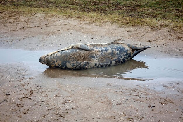 繁殖期の浜辺のハイイロアザラシ