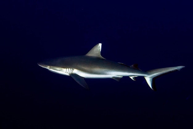 Grey shark ready to attack underwater in the blue