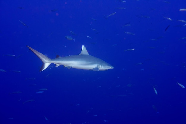 Grey shark ready to attack underwater in the blue