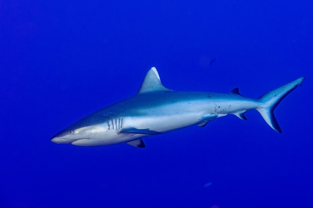 Фото Серая акула готова атаковать под водой
