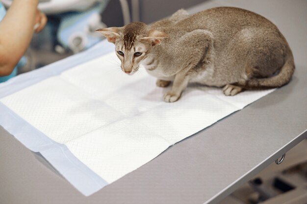회색 짧은 머리 고양이는 동물 병원 사무실에서 일회용 언더패드로 덮인 탁자에 앉아 있다