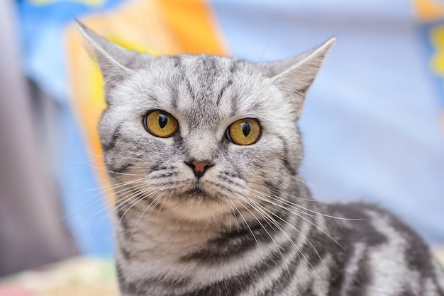 毛布の上に横たわっている灰色のショートヘアの猫