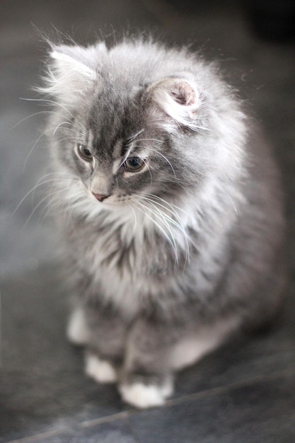 Photo a grey siberian cat kitten