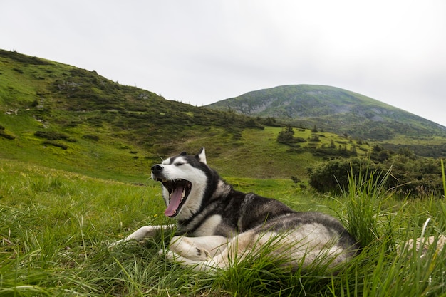 산에서 하이킹을 즐기는 회색 시베리안 허스키 개