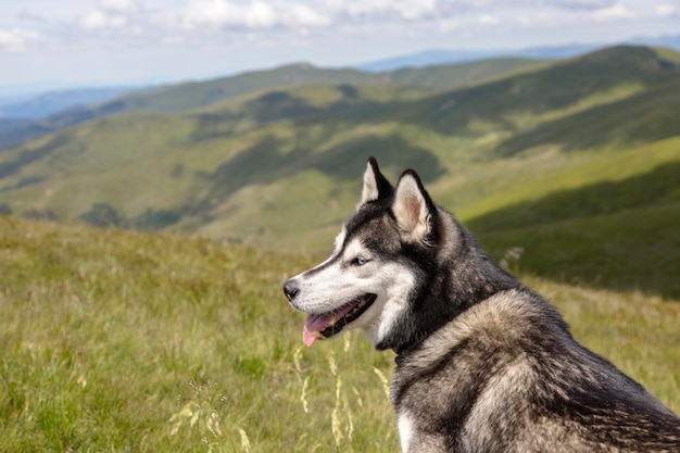 山でのハイキングを楽しんでいる灰色のシベリアンハスキー犬