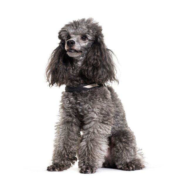 Grey sitting Poodle dog, cut out