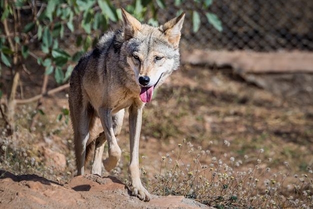 動物園で灰色の細いオオカミ