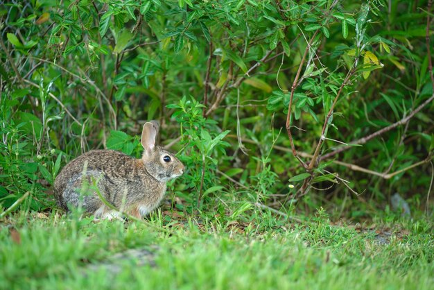 夏の野原で草を食べる灰色の小さなウサギ自然の中で野生のウサギ