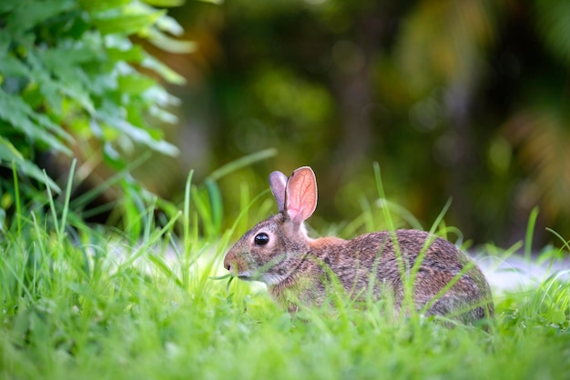 Grey small hare eating grass on summer field Wild rabbit in nature