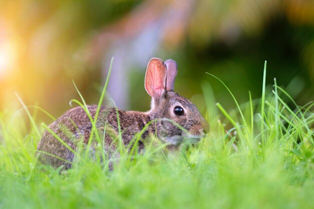 夏の野原で草を食べる灰色の小さなウサギ自然の中で野生のウサギ