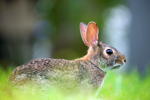 夏の野原で草を食べる灰色の小さなウサギ自然の中で野生のウサギ