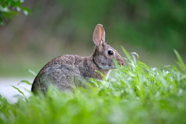 夏の野原で草を食べる灰色の小さなウサギ自然の中で野生のウサギ