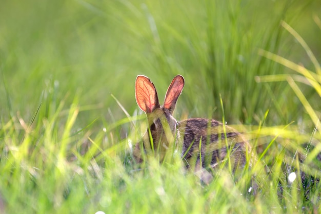 Grey small hare eating grass on summer field Wild rabbit in nature