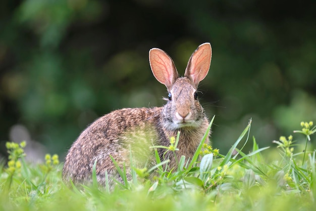 Piccola lepre grigia che mangia erba sul campo estivo coniglio selvatico in natura