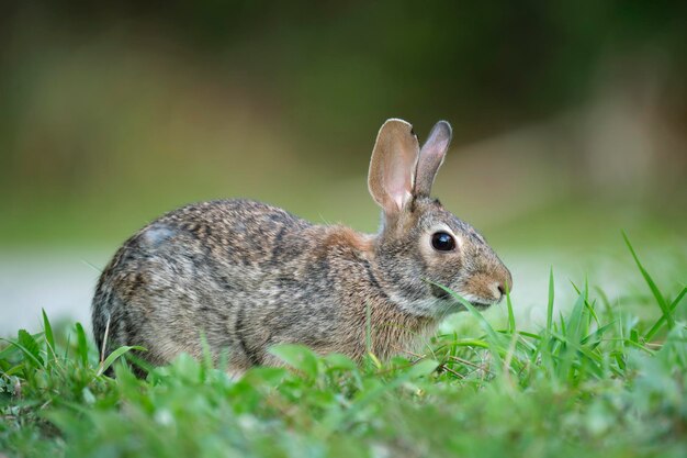 Grey small hare eating grass on summer field Wild rabbit in nature