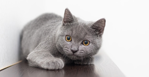 A grey smoky furry British cat looks at the camera on a white background