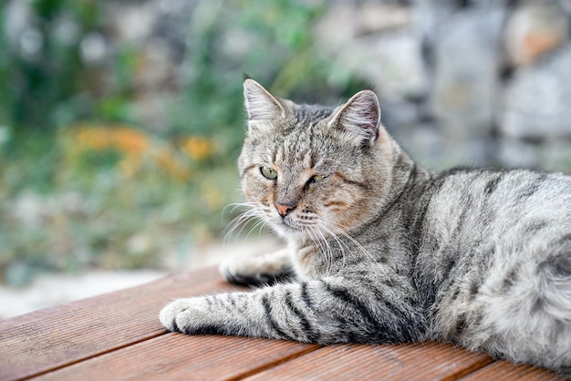 Grey spotted cat lies relaxed on floor of veranda on background of garden, closeup