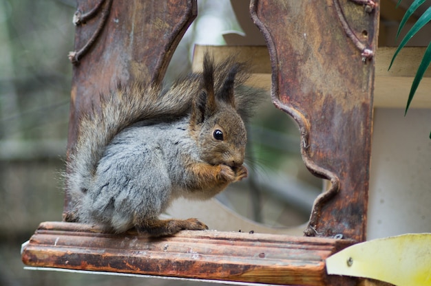 Grey Squirrel gnaws seeds