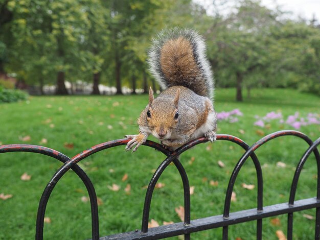 Grey squirrel scient name Sciurus carolinensis mammal animal