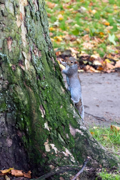 나무 옆에 붙어 있는 회색 다람쥐 Sciurus carolinensis