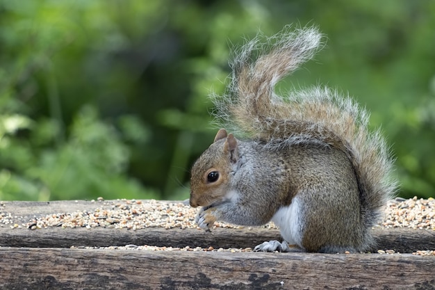 Grey Squirrel (Sciurus carolinensis) eating seed on a wooden bench