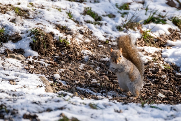 Grey Squirrel (Sciurus carolinensis) eating seeds in the snow