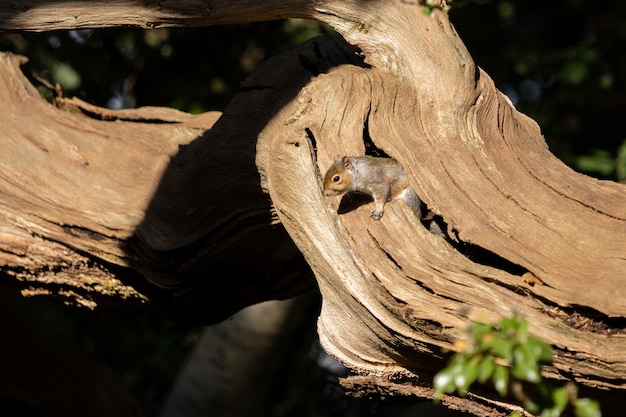 Серая белка (Sciurus carolinensis) в конце полудня, осеннее солнце