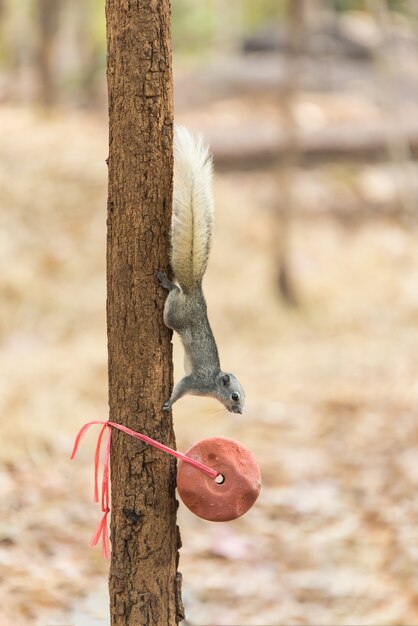 Grey squirrel small animal