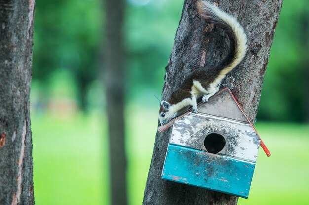 Photo a grey squirrel