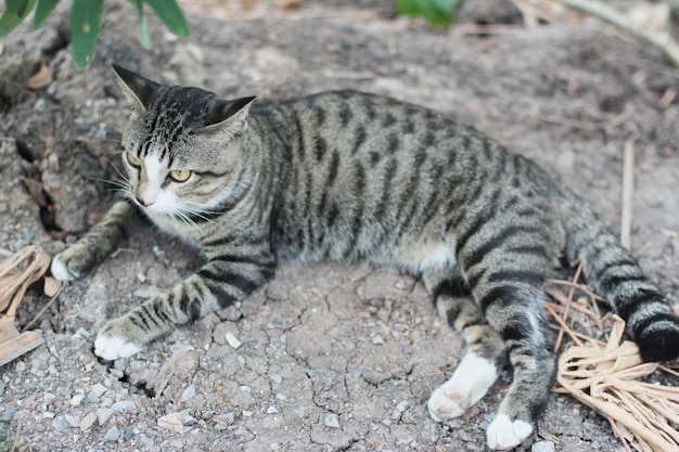 灰色の縞模様の猫は庭の土の床で自然の日光を楽しみながらリラックス