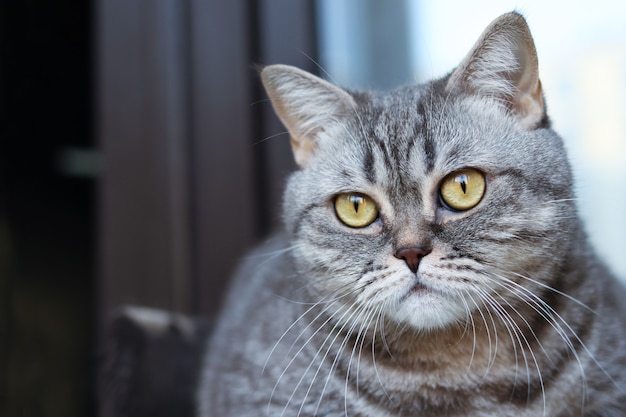 Grey striped cat looks into the camera