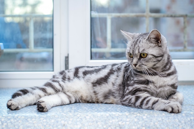 窓辺に横になっている灰色の縞模様の猫