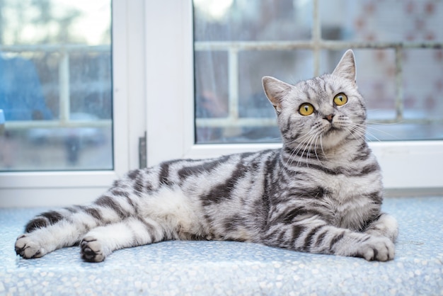 Grey striped cat lying on the windowsill