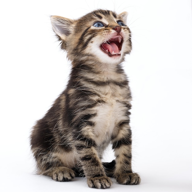 Grey striped kitten sits on a white surface