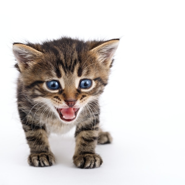 白い背景の上に立っている灰色の縞模様の子猫