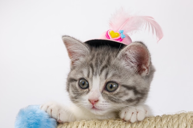 Grey the striped Scottish cat in a decorative hat with a feather.