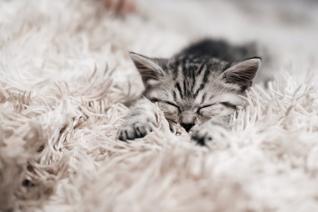 Grey striped Scottish straight kitten cute lying