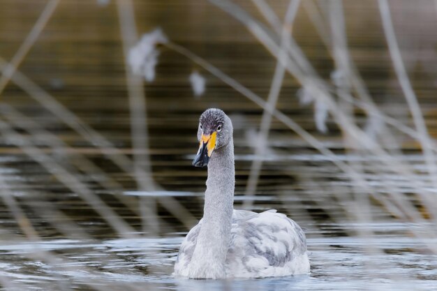 A grey swan swims in a pond with tall grass in the background.