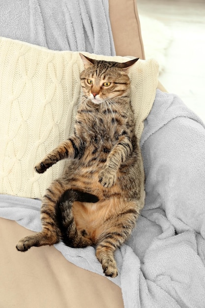 Grey tabby cat lying on plaid