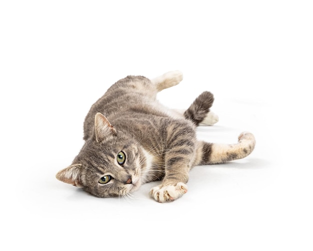 Grey Tabby Cat Lying on Side Looking Forward