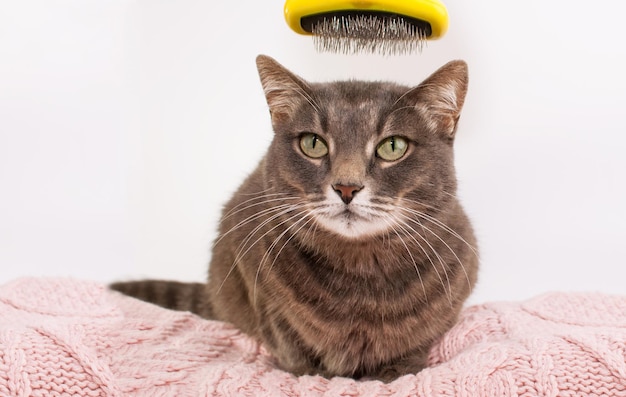 A grey tabby cat on a pink plaid looks forward with an animal hair comb on top