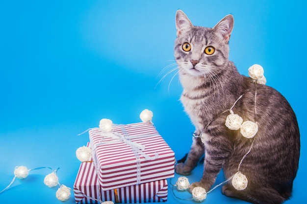 Photo grey tabby cat sitting by gift boxes covered with lights.